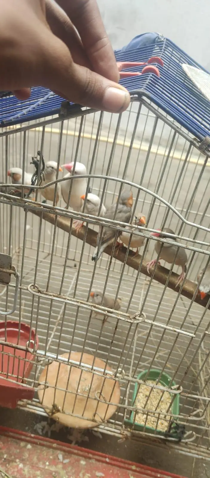 breader pear finch