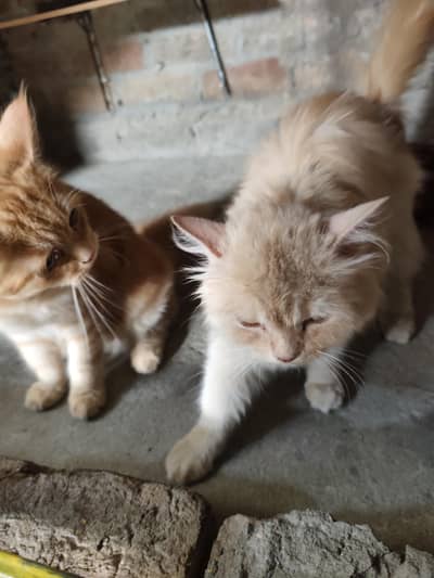 Persian Cats Pair For Sale