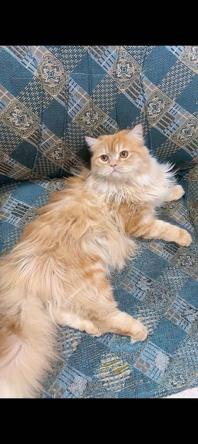 Persian cat
