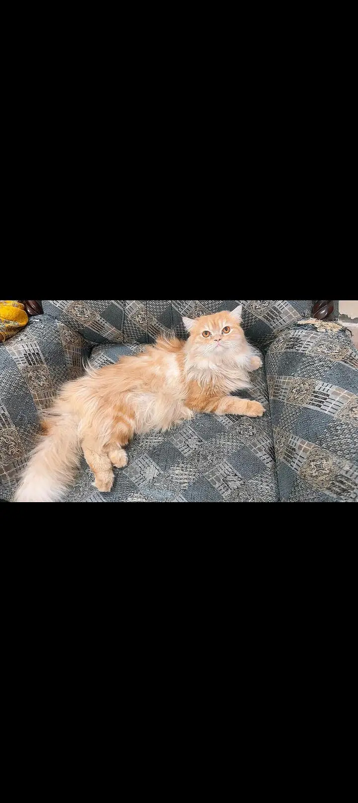 Persian cat — photo 2
