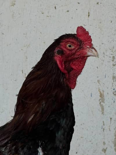 Aseel top class breed lakha
