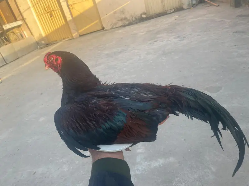 Aseel top class breed lakha — photo 2