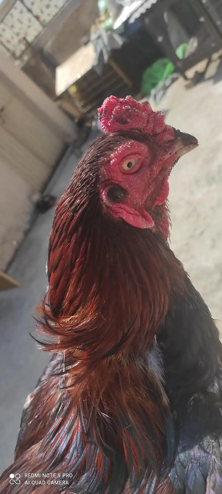 Aseel top class breed lakha — photo 3
