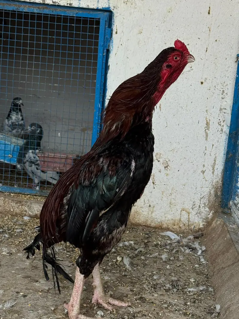 Aseel top class breed lakha — photo 4
