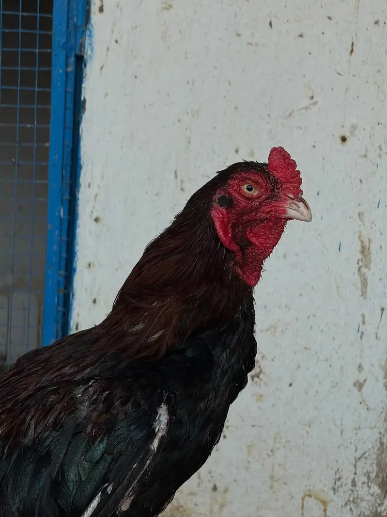 Aseel top class breed lakha — photo 5