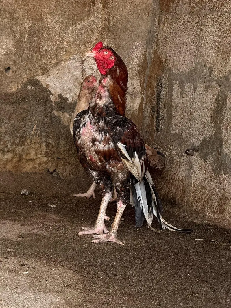 Aseel top class breed lakha — photo 6