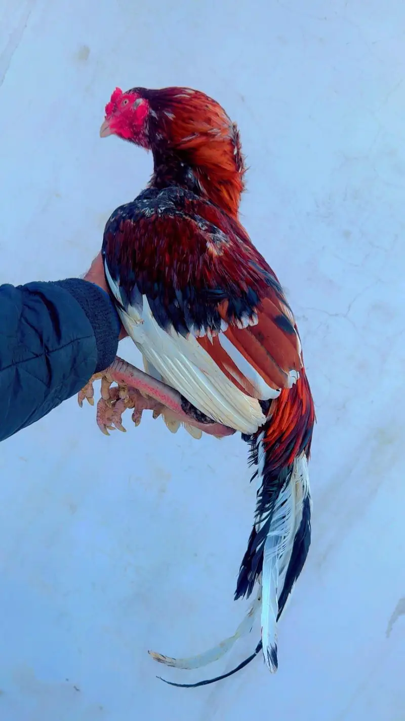 Aseel top class breed lakha — photo 7