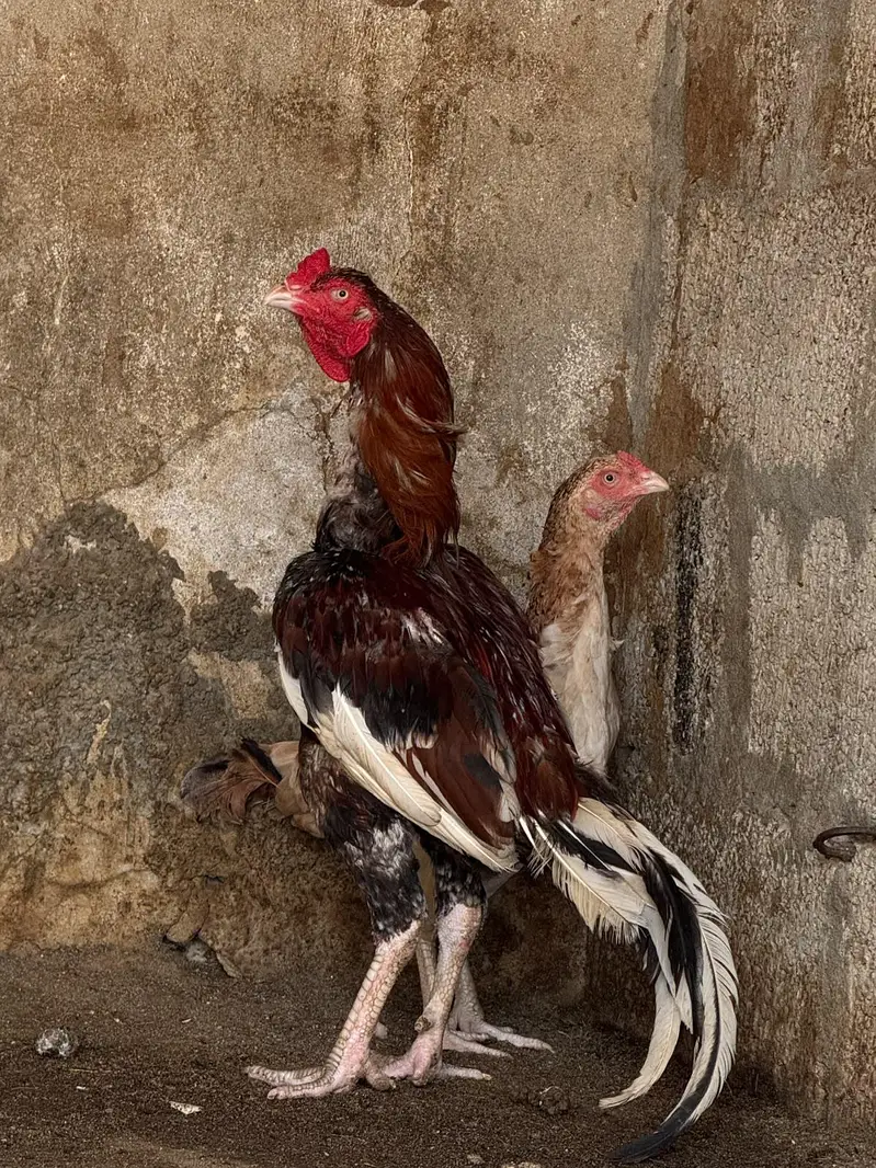 Aseel top class breed lakha — photo 8