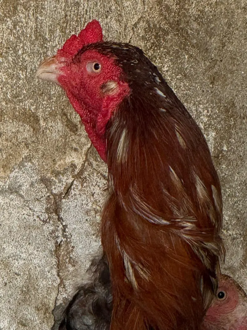 Aseel top class breed lakha — photo 9