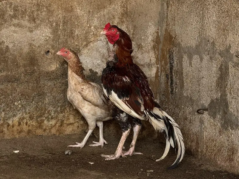 Aseel top class breed lakha — photo 10