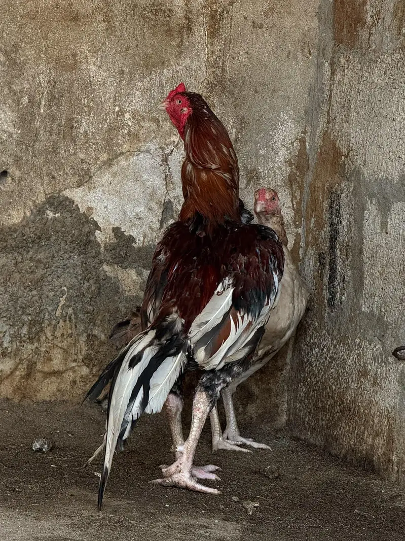 Aseel top class breed lakha — photo 11