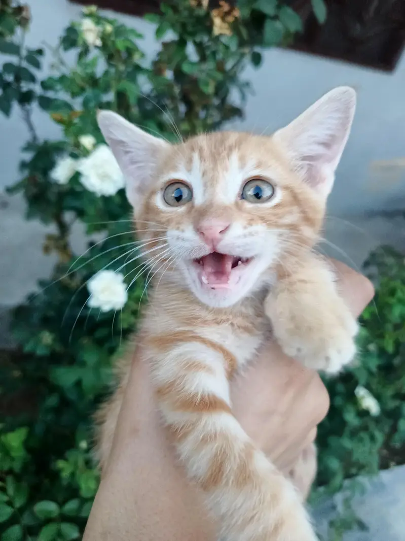 Male kitten for adoption — photo 2