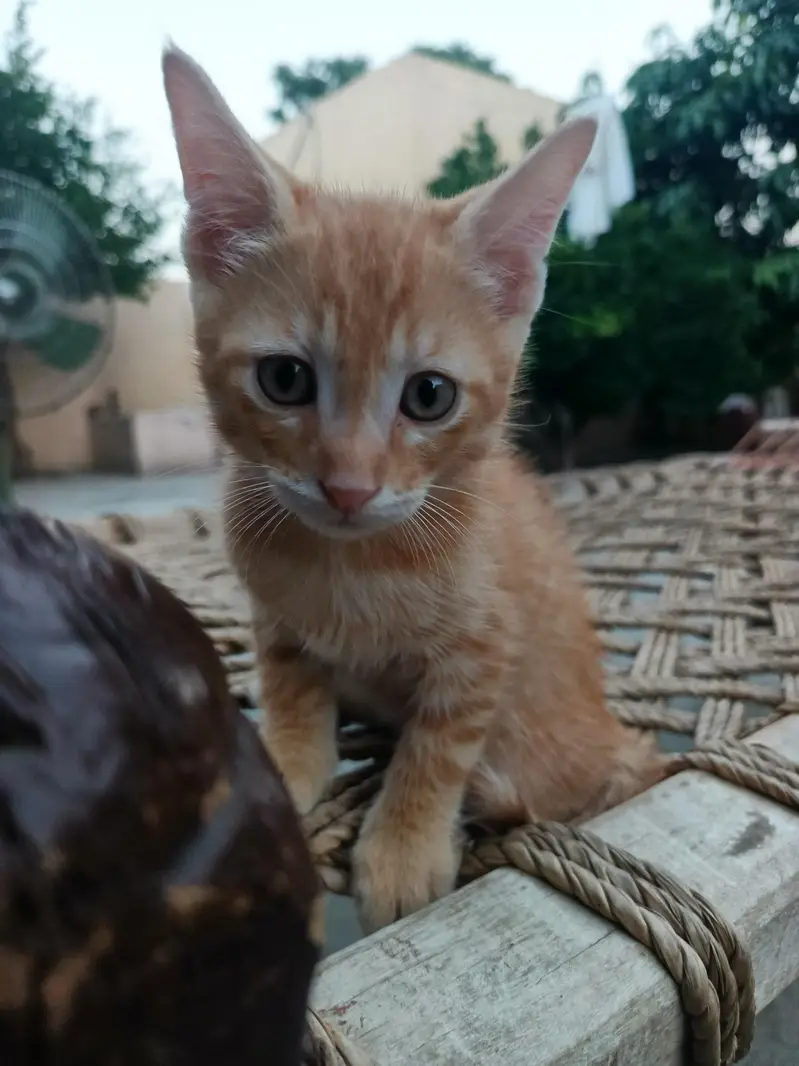 Male kitten for adoption — photo 3