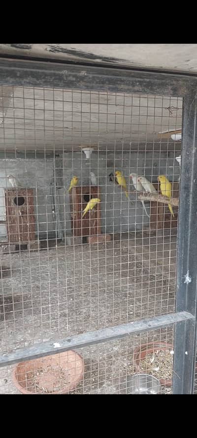 Parrots for sale