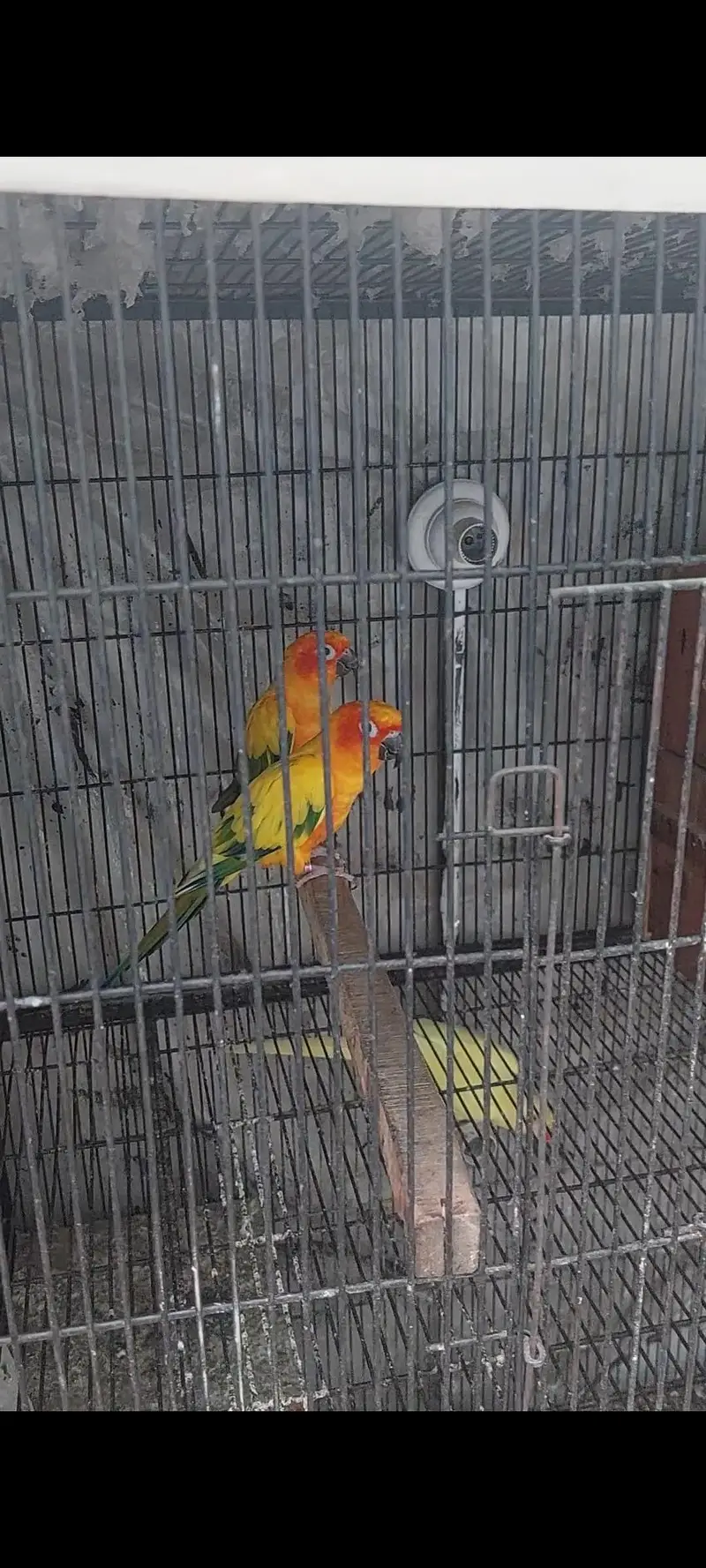 Parrots for sale — photo 2