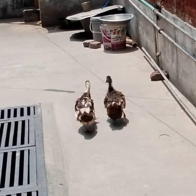 we are selling ducks