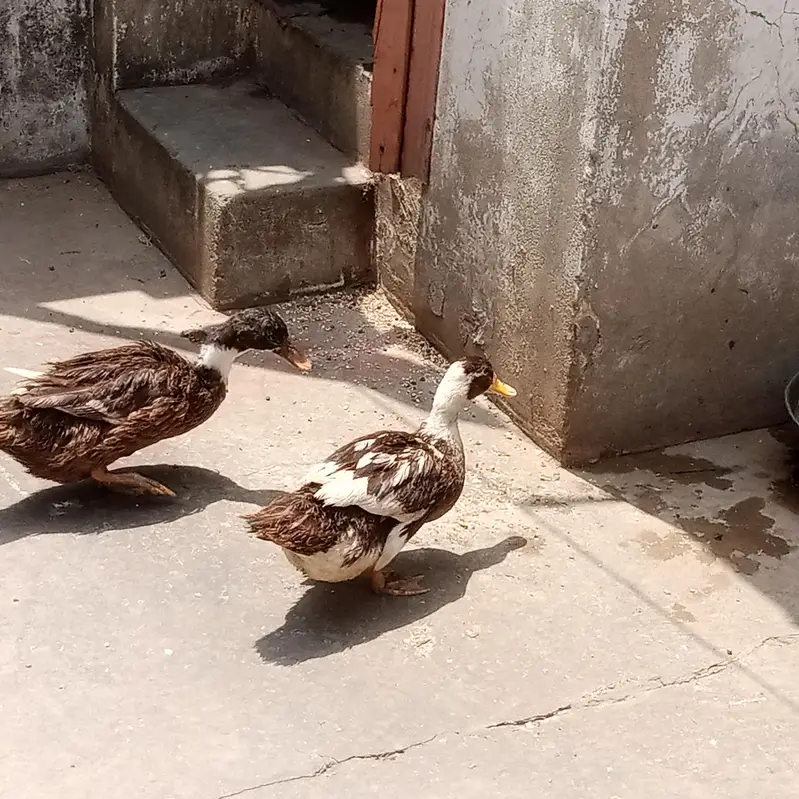 we are selling ducks — photo 2