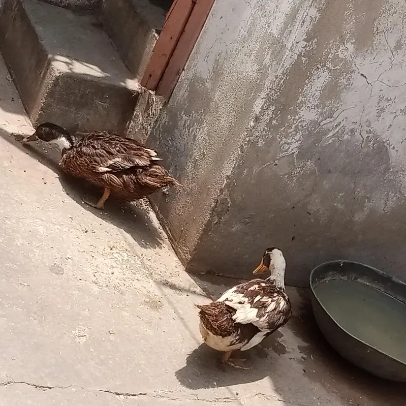 we are selling ducks — photo 3