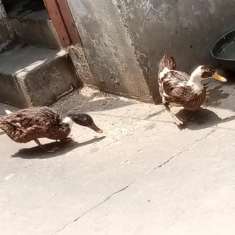 we are selling ducks — photo 4