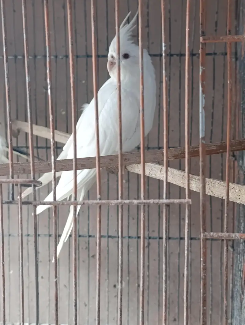 Eno red eyes, Cream pied, Eno pied 100 percent healthy cocktails — photo 4