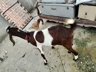 goat 2 dant bakri