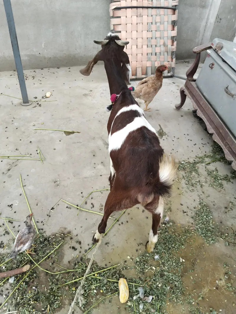 goat 2 dant bakri — photo 2