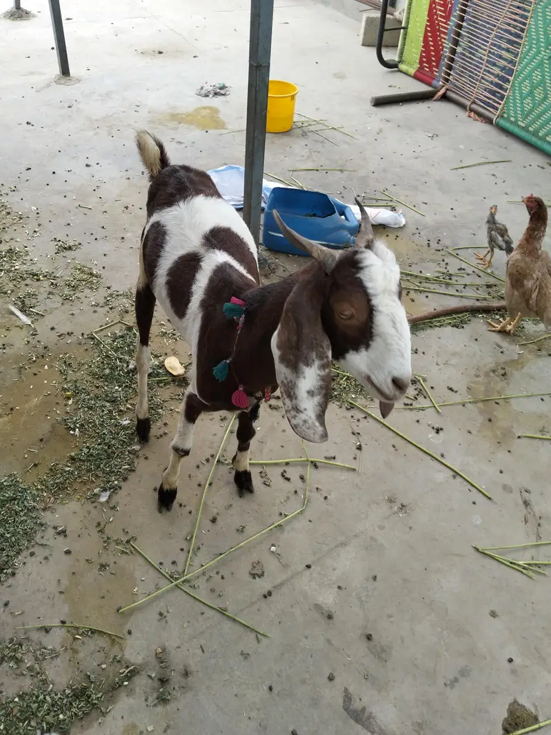 goat 2 dant bakri — photo 3
