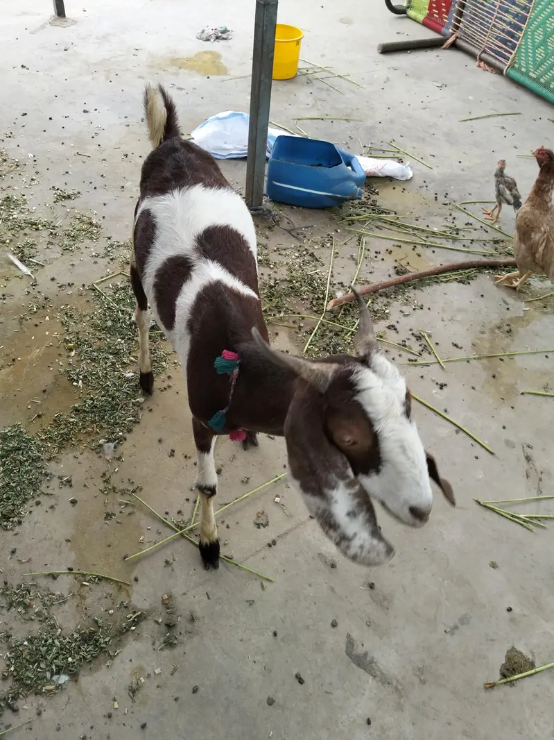 goat 2 dant bakri — photo 4