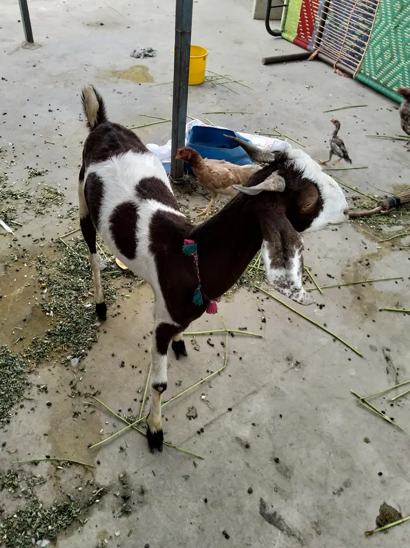 goat 2 dant bakri — photo 5