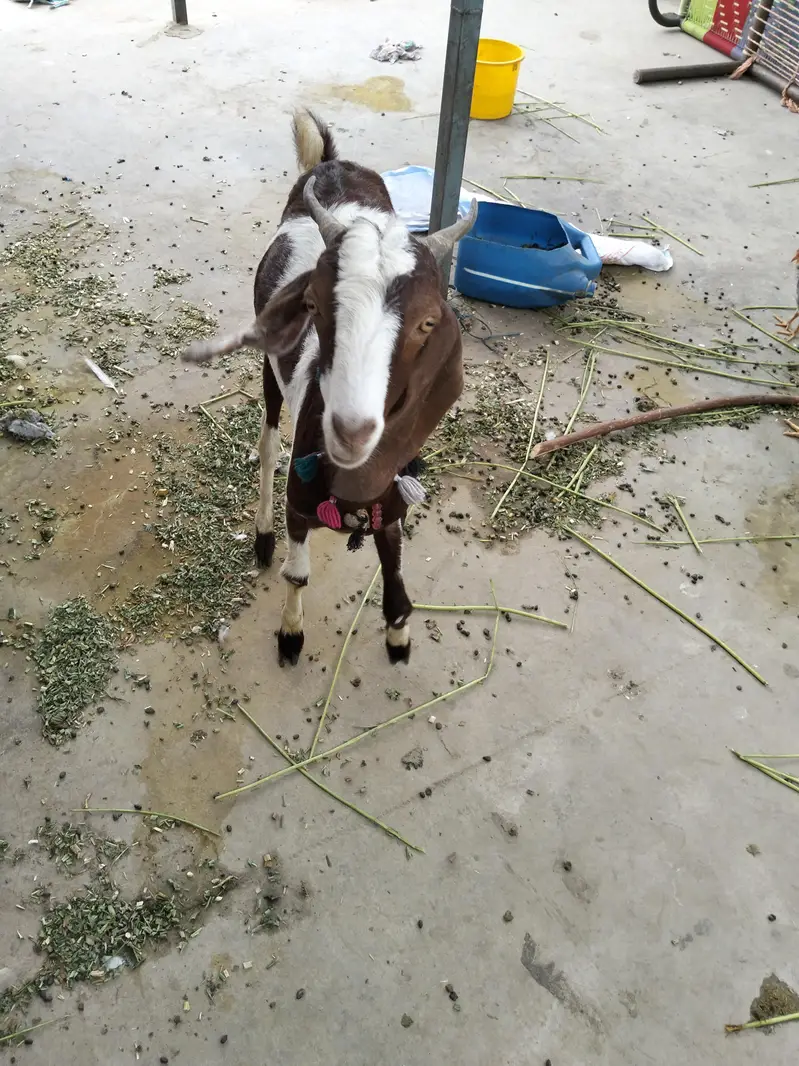 goat 2 dant bakri — photo 6