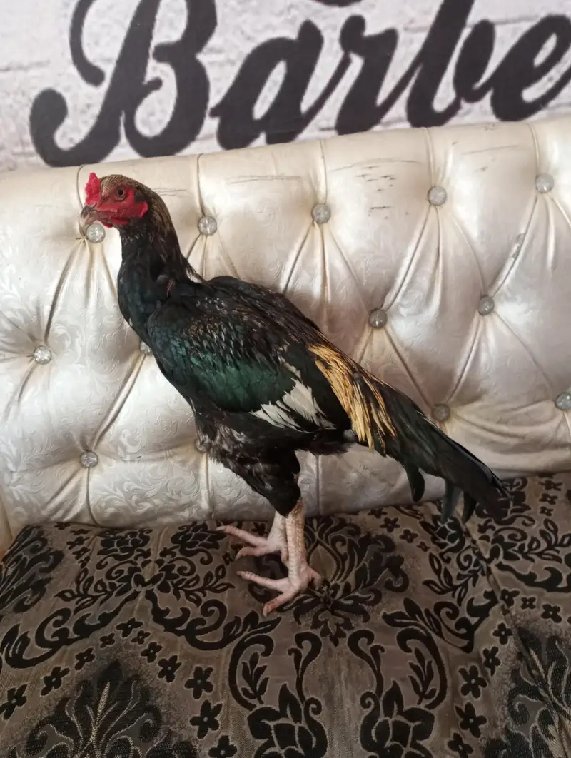 High quality mianwali aseel wattsapp 03344450163 — photo 3