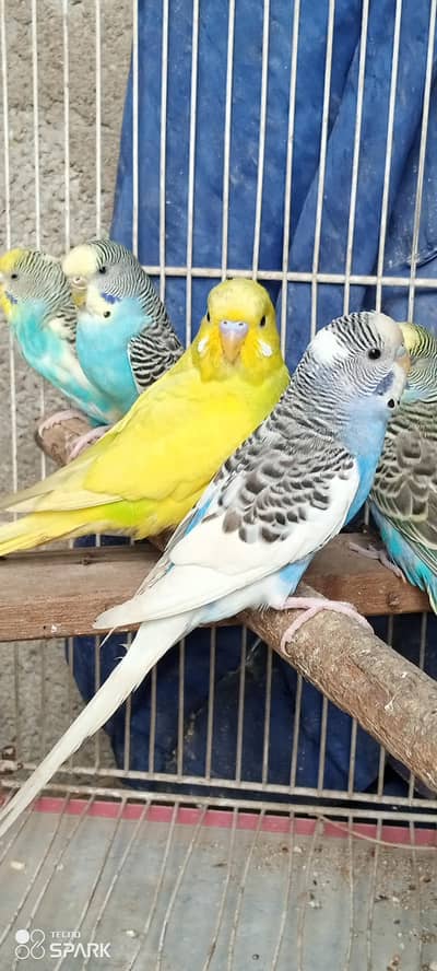 budgies bireeder pairs