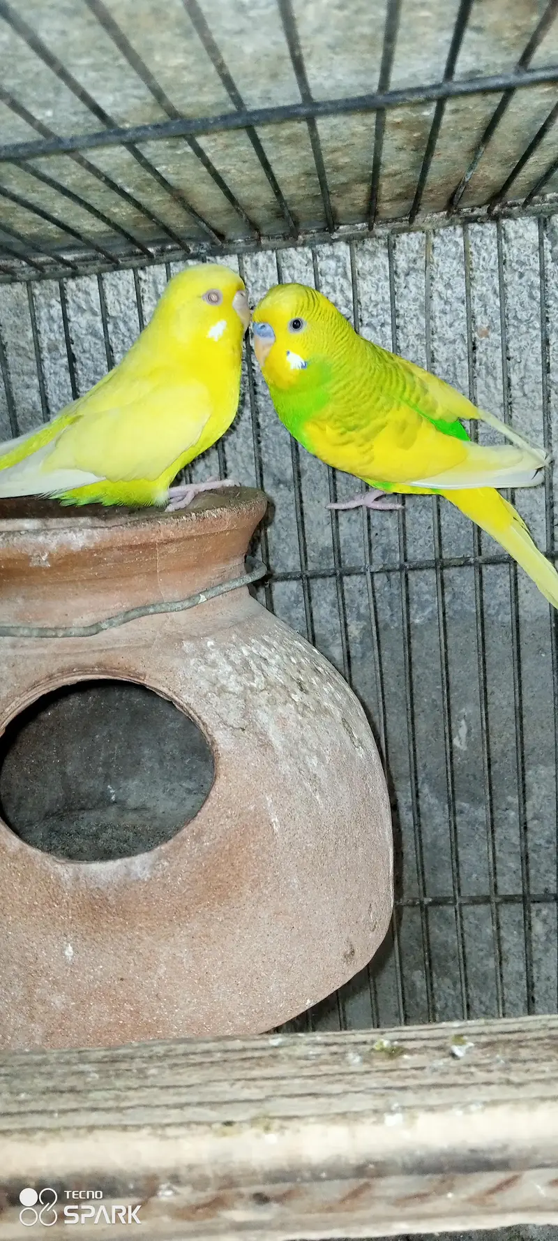 budgies bireeder pairs — photo 2