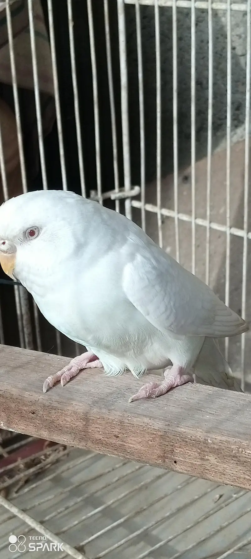budgies bireeder pairs — photo 3