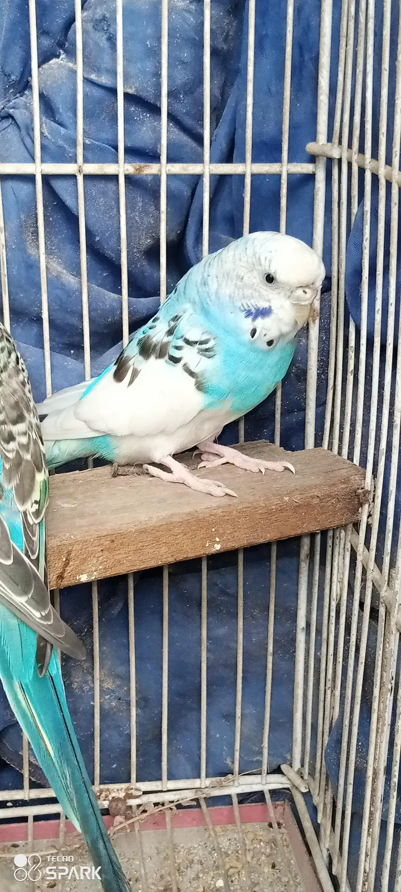 budgies bireeder pairs — photo 4