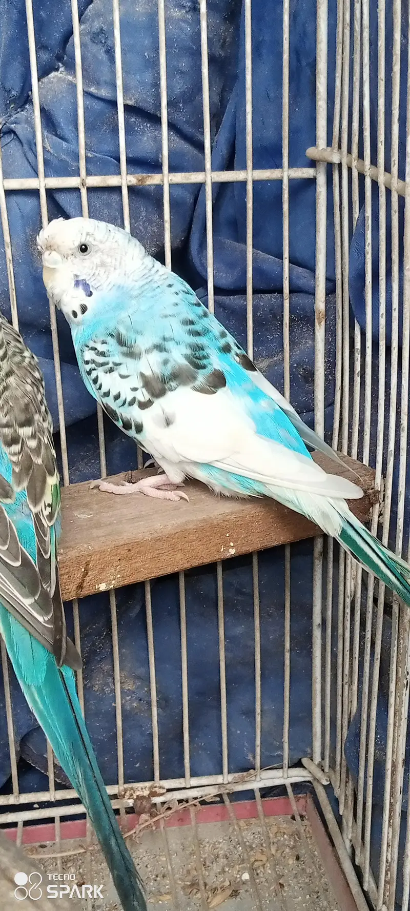 budgies bireeder pairs — photo 5