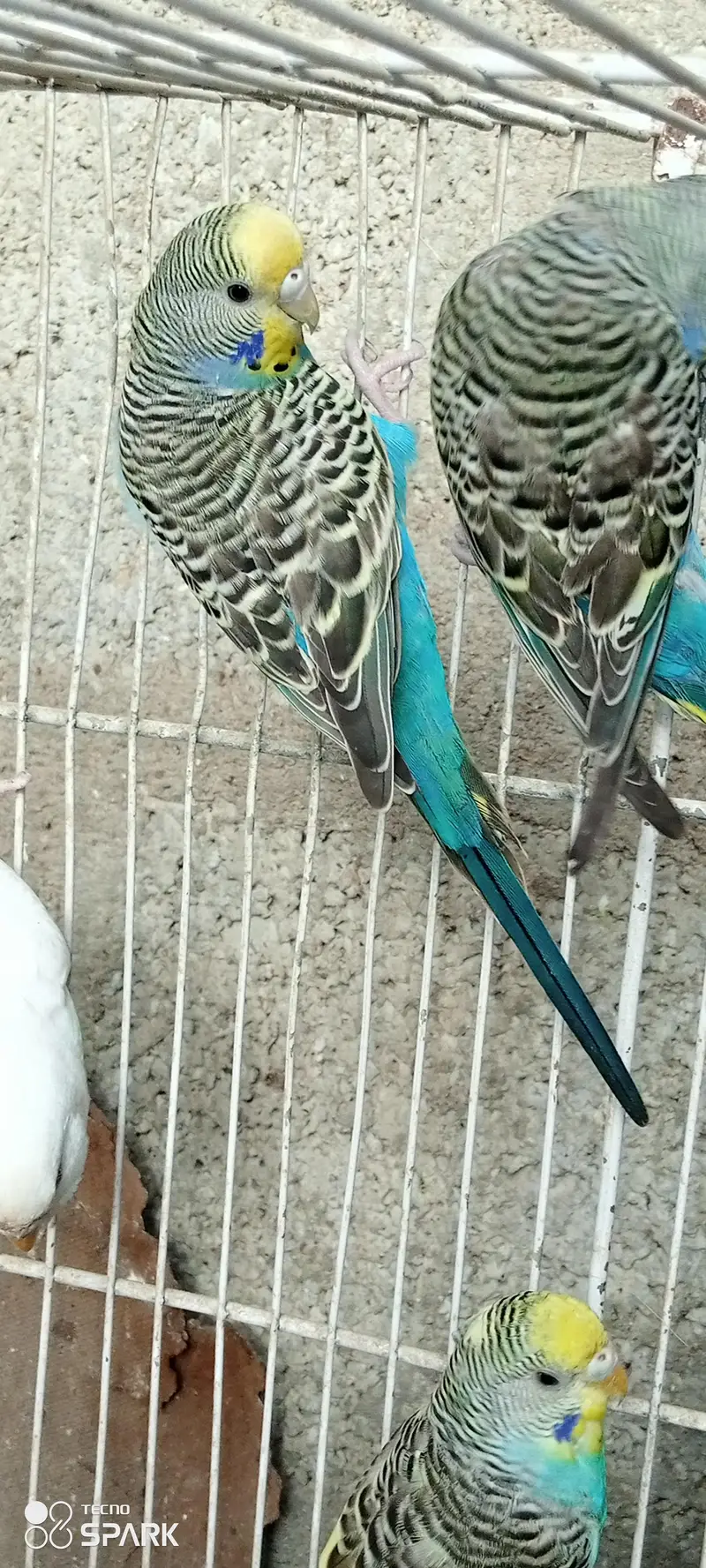 budgies bireeder pairs — photo 6