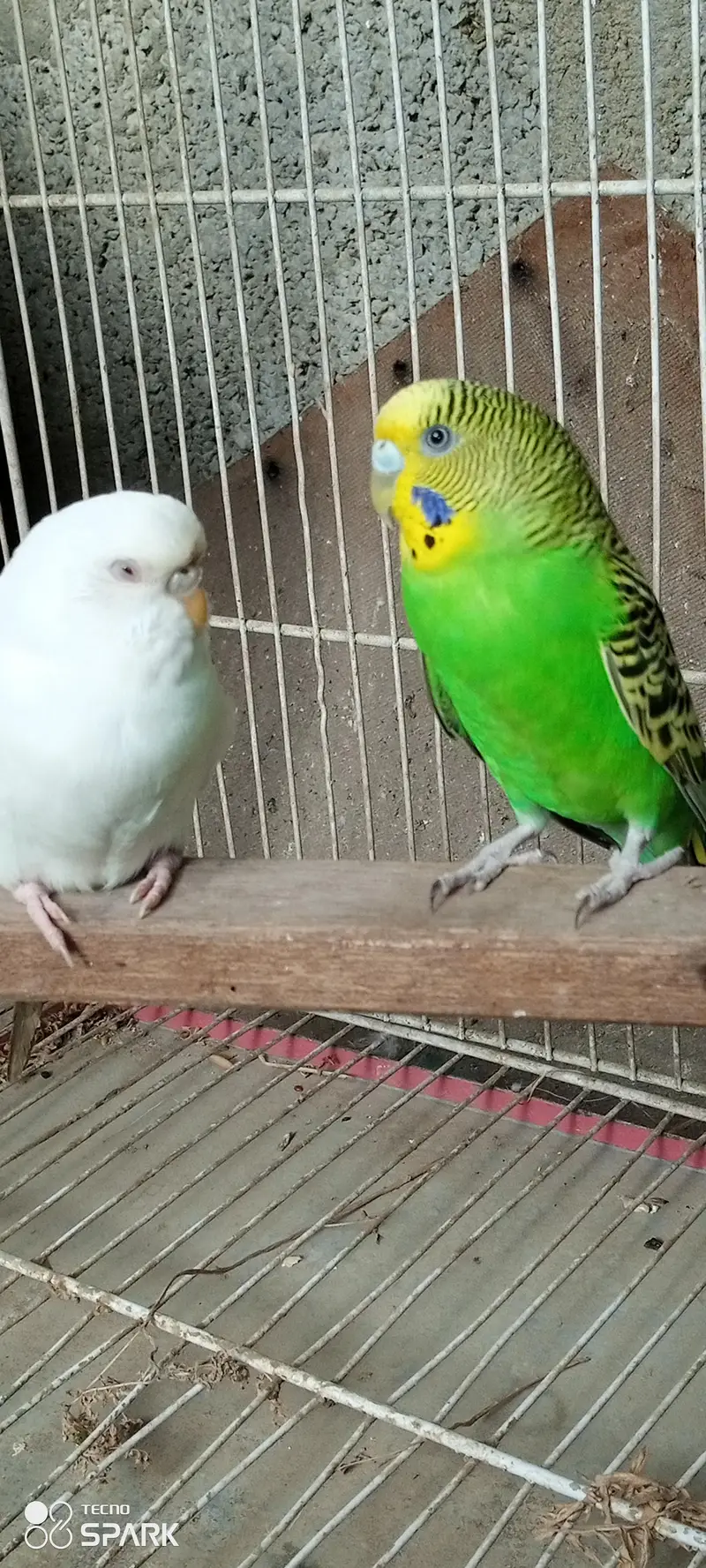 budgies bireeder pairs — photo 7