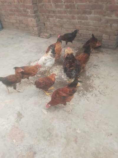 Male Murgha