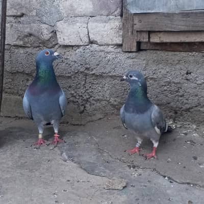 breeder pair for sale