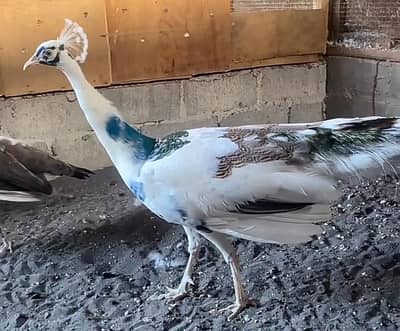 White Peacock For Sale