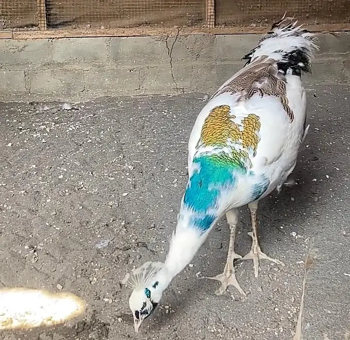 White Peacock For Sale — photo 2