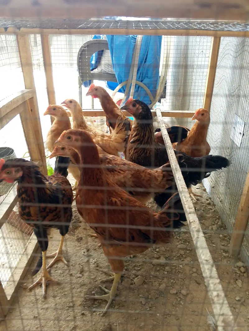 Misri Pathy for sale vaccinated. (کڑک مرغی) — photo 2