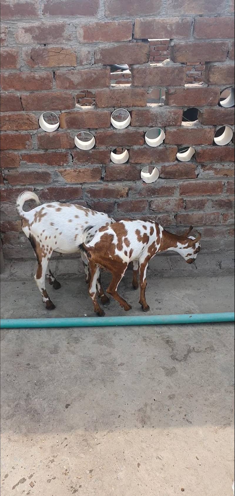 Bakra 0