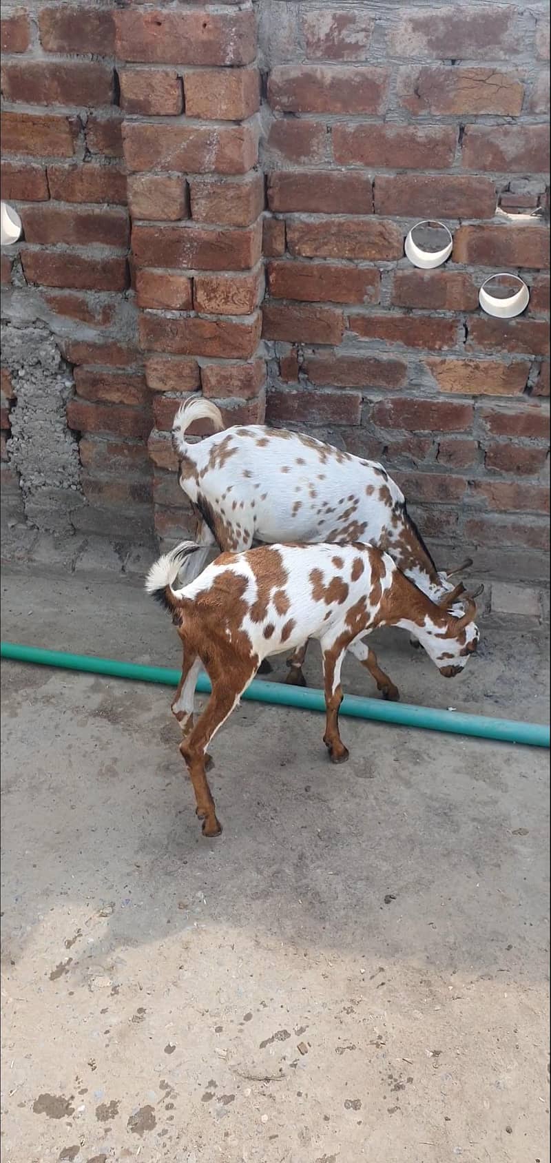 Bakra 1