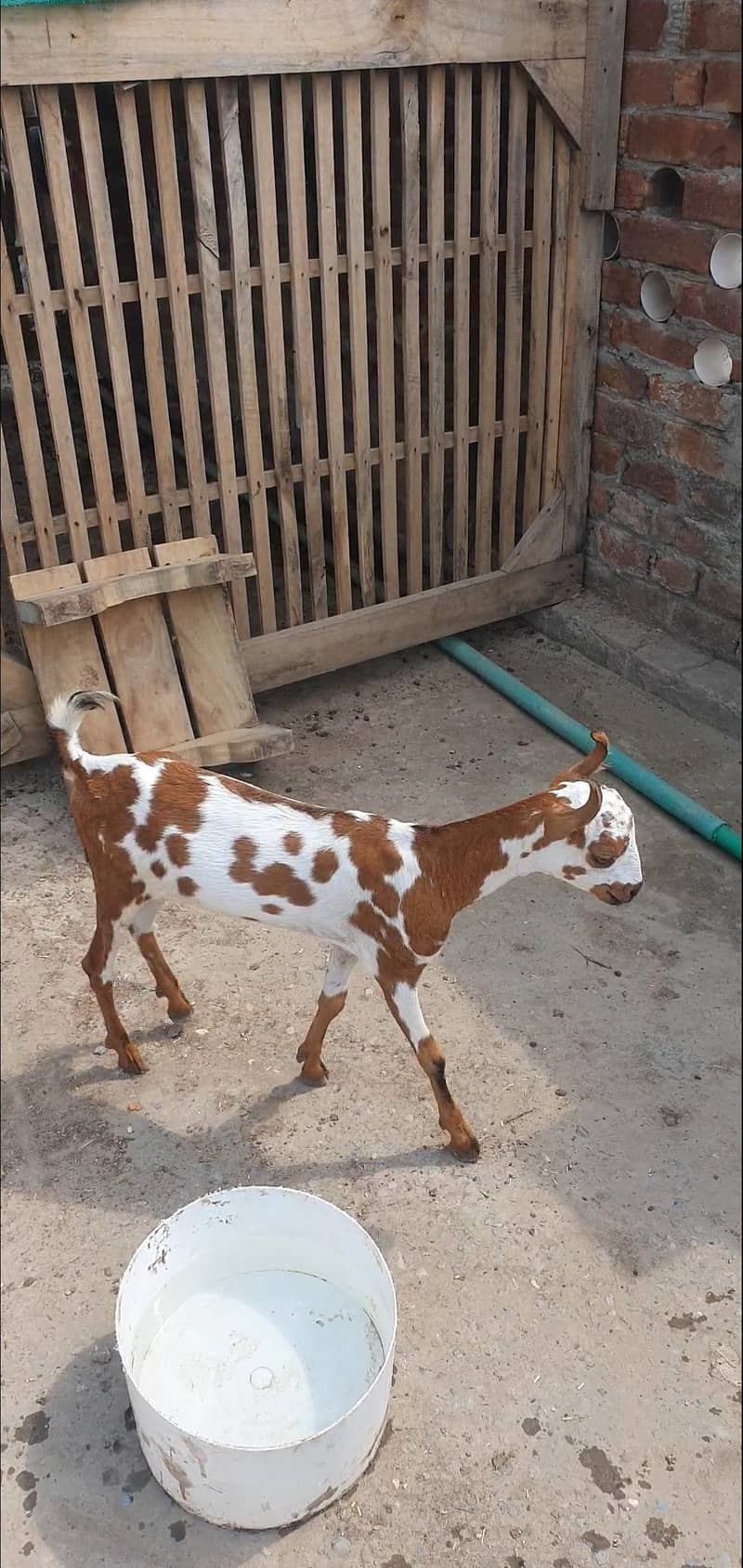 Bakra 2