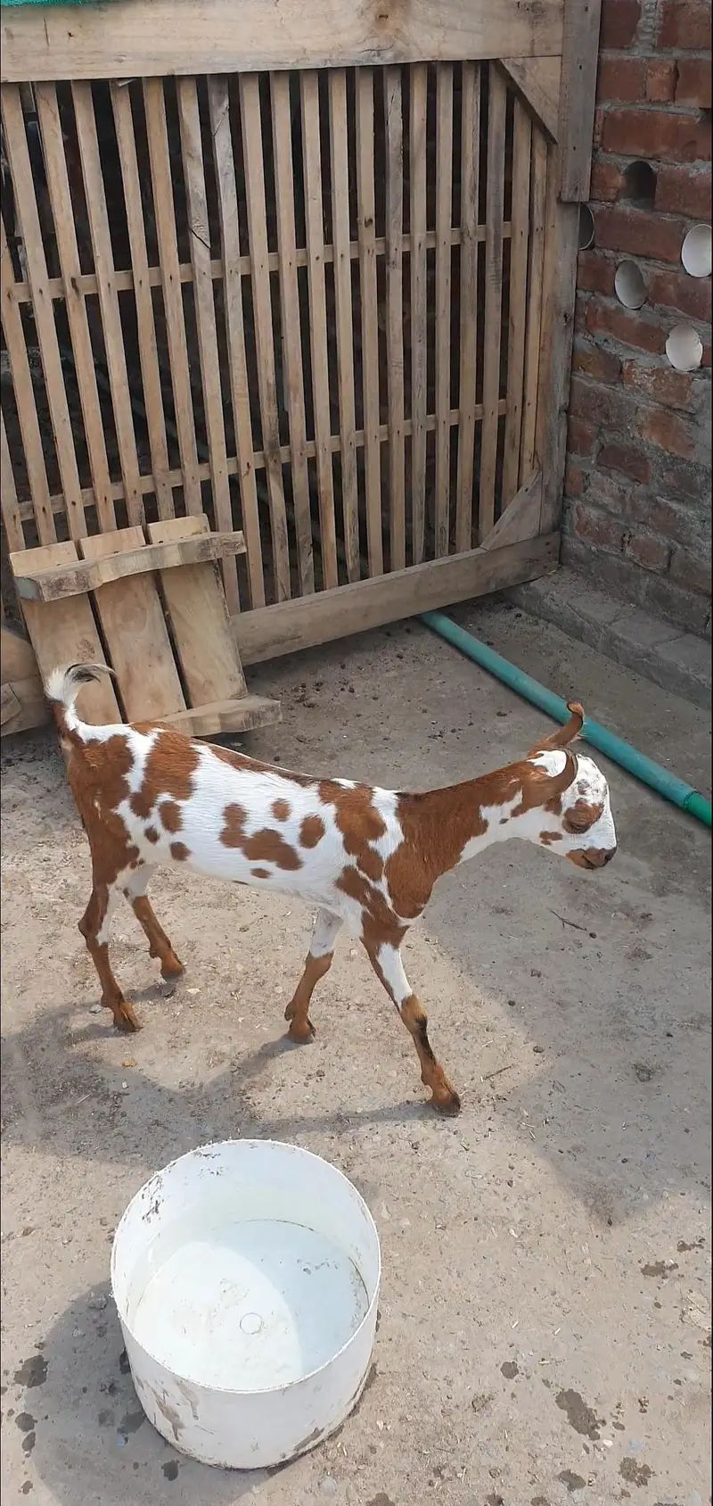 Bakra — photo 3