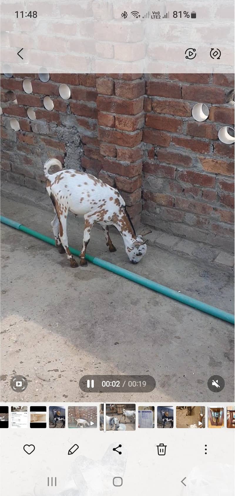 Bakra 3
