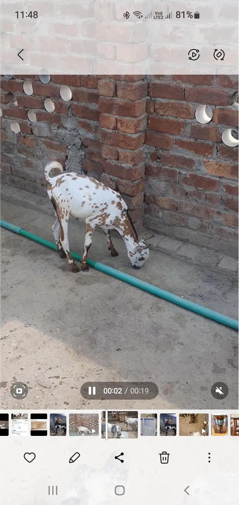 Bakra — photo 4
