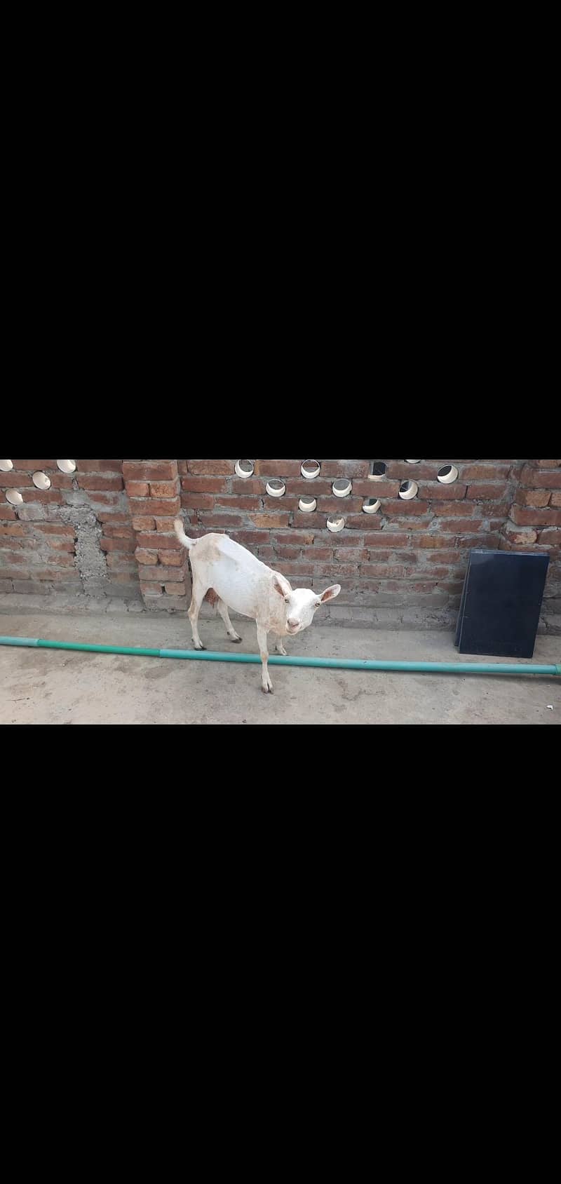 Bakra 4